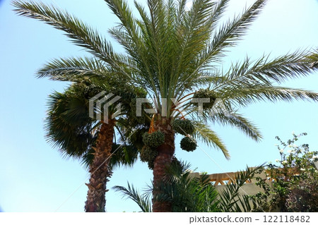 Date Palm Tree Displaying Vibrant Leaves and Fruit Clusters Under Clear Blue Sky in Tropical Setting Date Palm Tree Displaying Vibrant Leaves and Fruit Clusters Under Clear Blue Sky in Tropical Setting 122118482