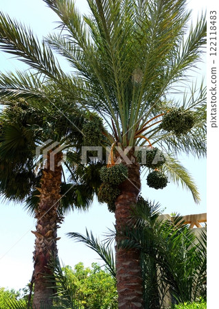 Date Palm Trees Showcasing Lush Leaves and Ripe Fruit Under Bright Sunlight in a Tropical Garden Date Palm Trees Showcasing Lush Leaves and Ripe Fruit Under Bright Sunlight in a Tropical Garden 122118483