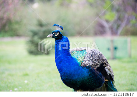 倫敦郊區邱園的草坪上,一隻脖子上長著美麗靛藍色羽毛的大孔雀優雅地走過。 倫敦郊區邱園的草坪上,一隻脖子上長著美麗靛藍色羽毛的大孔雀優雅地走過。 122118617