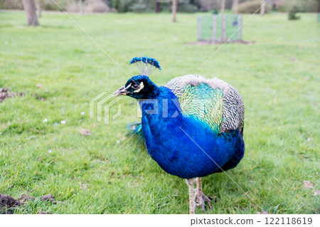 A large peacock with beautiful indigo-colored neck feathers gracefully striding across the grass at Kew Gardens on the outskirts of London 122118619