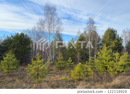 Young pines and birches in a sunny glade in a spring forest 122118928