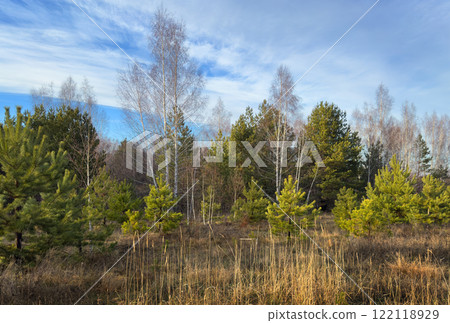 Natural landscape with green coniferous trees against a blue sky 122118929