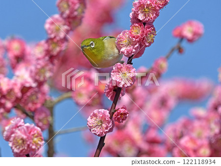 A white-eye has come to the red plum blossoms in full bloom (Indian summer image) (Heartwarming image) 122118934