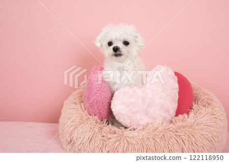 Pink bag and Maltese bust up 122118950