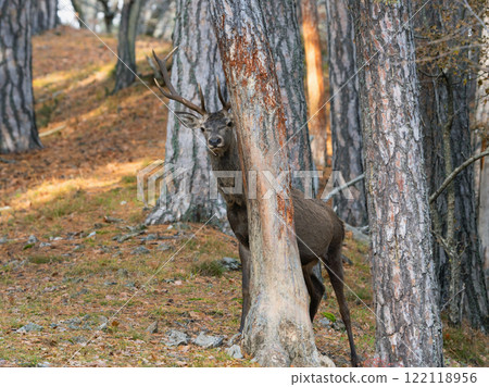 A red deer peeks out from behind a tree trunk in a pine forest 122118956