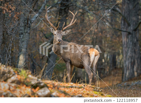 A large red deer in a sunny meadow in the autumn forest 122118957