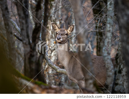 A female deer looks at the camera through the thicket of the forest A female deer looks at the camera through the thicket of the forest 122118959