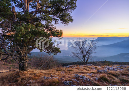 The setting sun shines through the branches of a pine tree on a mountain peak, highlighting the natural beauty 122118966