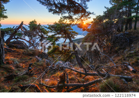 Epic mountain view with a pine tree in the foreground and a warm-toned sunset sky 122118974