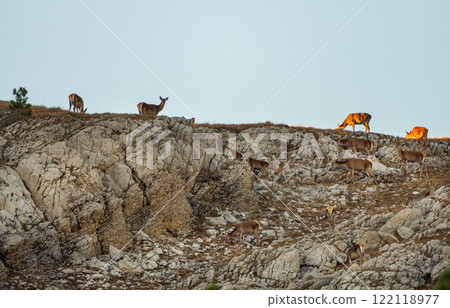 A herd of red deer among the rocks A herd of red deer among the rocks 122118977