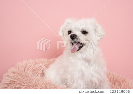 Pink background and smiling Maltese dog bust up Pink background and smiling Maltese dog bust up 122119006