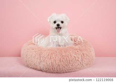 Pink background and smiling Maltese dog bust up 122119008