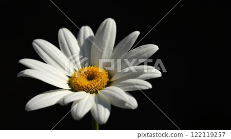 Close-up of a vibrant white daisy with a bright yellow center against a dark background Close-up of a vibrant white daisy with a bright yellow center against a dark background 122119257