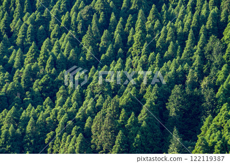 Fresh green Sugiyama 122119387