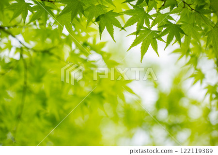 Fresh green maple Fresh green maple 122119389