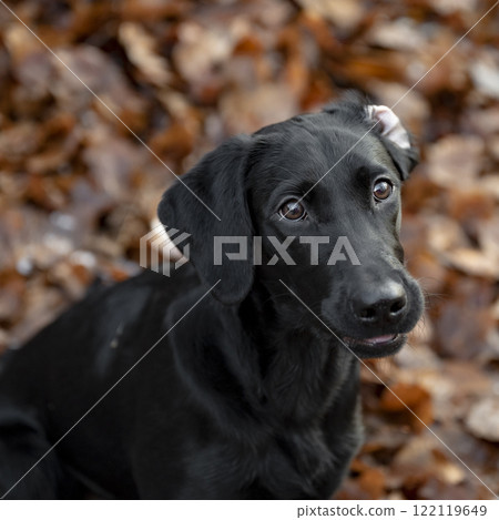 Portrait of a beautiful purebred black labrador retriever Portrait of a beautiful purebred black labrador retriever 122119649