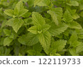 Lemon balm, common balm or balm mint. Melissa officinalis growing in the garden. It is a medicinal herb with vibrant green leaves. Top view background. 122119733