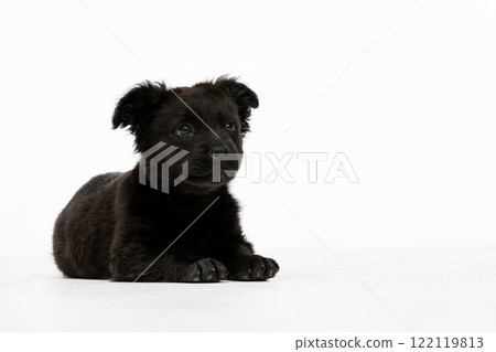An incredibly adorable black puppy is lying comfortably on a soft white background surface An incredibly adorable black puppy is lying comfortably on a soft white background surface 122119813