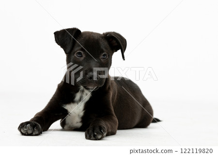 An adorable black puppy with charming white markings is comfortably lying down in a relaxed manner An adorable black puppy with charming white markings is comfortably lying down in a relaxed manner 122119820