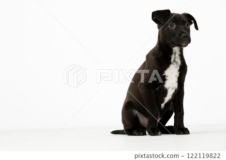 An Adorable Black Puppy with a White Chest Spot is Playfully Posing on a Pure White Background An Adorable Black Puppy with a White Chest Spot is Playfully Posing on a Pure White Background 122119822