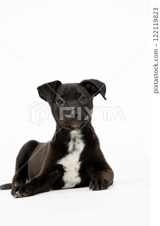 An adorable black puppy with a charming white chest marking that brings joy to our lives An adorable black puppy with a charming white chest marking that brings joy to our lives 122119823