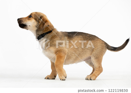 A Playful Brown and Black Dog Standing Upright, Radiating Cheerfulness and Energy 122119830