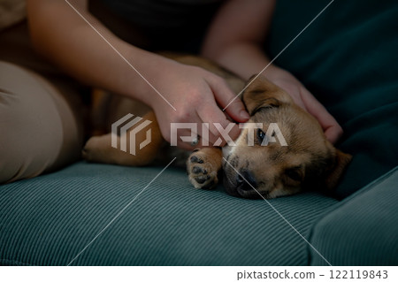 A Cuddly and Adorable Puppy is Enjoying a Relaxation Time on a Cozy Couch at Home 122119843