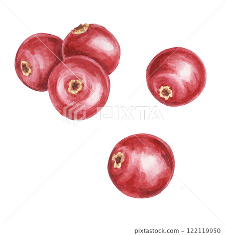 Red cranberry or lingonberry watercolor clipart featuring realistic berries. Ideal for designing festive patterns, food packaging, eco-themed projects, or Nordic-inspired craft labels and branding 122119950