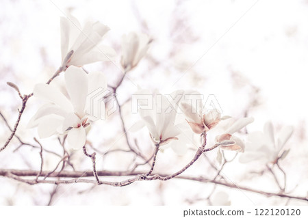 Beautiful magnolia flowers on delicate branches in soft natural lighting 122120120