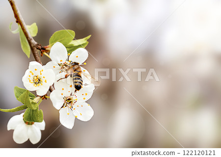 Bee pollinating white blossoms on tree branch during springtime with soft blurred background 122120121