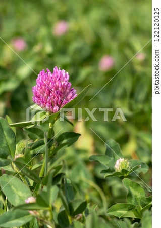 Close-up of a purple clover flower on a background of soft green foliage 122120125