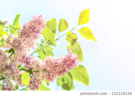 Vibrant lilac flowers and green leaves against a bright blue sky background 122120126