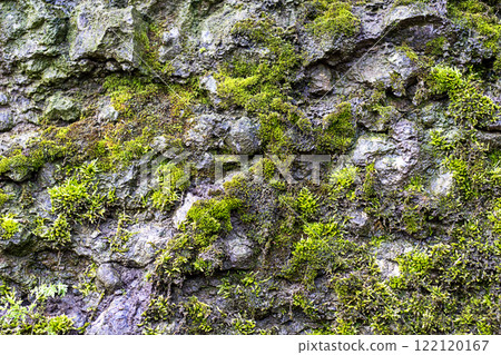 Natural moss growing on weathered rock surface in a forest environment Natural moss growing on weathered rock surface in a forest environment 122120167