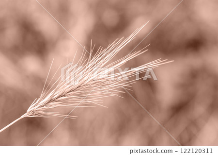 Spikelet close-up against the background of a blurred field. Selective focus. Demonstrating color of 2025 year mocha mousse Spikelet close-up against the background of a blurred field. Selective focus. Demonstrating color of 2025 year mocha mousse 122120311