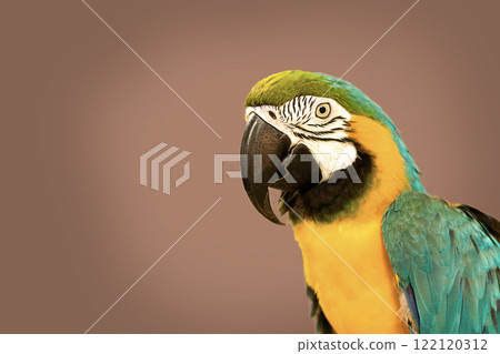 Large macaw parrot close-up on a mocha mousse background. Demonstrating color of 2025 year mocha mousse Large macaw parrot close-up on a mocha mousse background. Demonstrating color of 2025 year mocha mousse 122120312