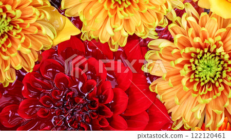 Background material photo of colorful flowers floating on water taken from above Background material photo of colorful flowers floating on water taken from above 122120461