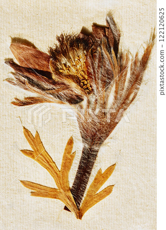 Dried flower of artic violet -spring pasqueflower 122120625