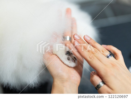 Dog groomer in a grooming salon. 122120697