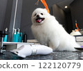 Dog groomer in a grooming salon. 122120779