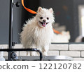 Dog groomer in a grooming salon. 122120782