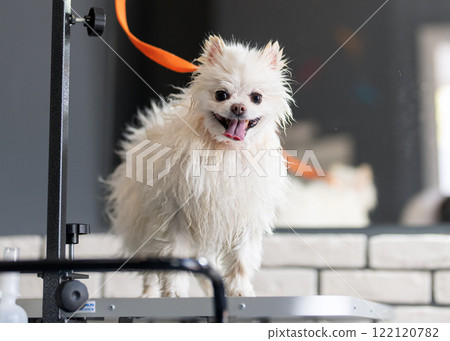 Dog groomer in a grooming salon. Dog groomer in a grooming salon. 122120782