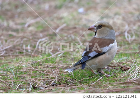 Shime that fell to the ground Shime that fell to the ground 122121341