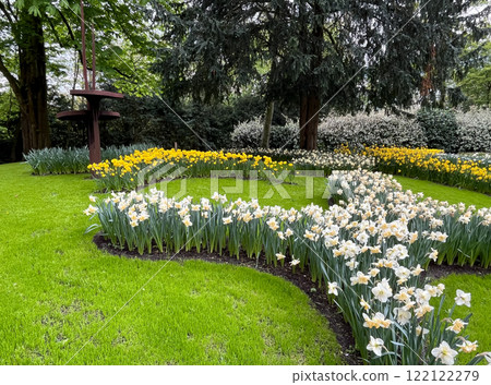 Yellow and white daffodil flowers planted in decoratively formed flowerbed in Keukenhof park, the Netherlands, famous seasonal tourist attraction, spring sunny day, landscape design, selective focus Yellow and white daffodil flowers planted in decoratively formed flowerbed in Keukenhof park, the Netherlands, famous seasonal tourist attraction, spring sunny day, landscape design, selective focus 122122279