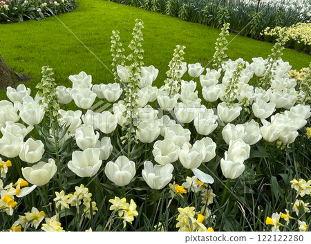 Beautiful white tulips closeup, flowers in garden on spring day, colorful blooming flowerbed natural background, park Keukenhof European tourist attraction in the Netherlands, symbol of this country Beautiful white tulips closeup, flowers in garden on spring day, colorful blooming flowerbed natural background, park Keukenhof European tourist attraction in the Netherlands, symbol of this country 122122280