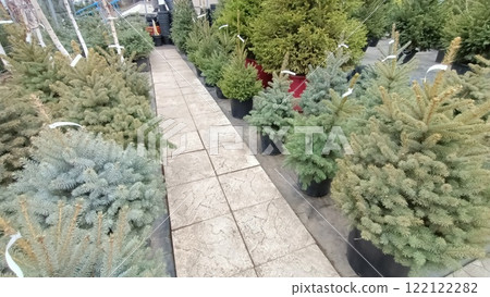 Explore a wide variety of beautiful Potted Christmas Trees available in our Garden Center 122122282