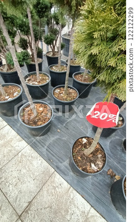 You can find a variety of Potted Trees on Sale with a noticeable Discount Indicator available now You can find a variety of Potted Trees on Sale with a noticeable Discount Indicator available now 122122299