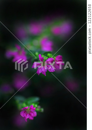 漂亮的粉紅色墨西哥柳 漂亮的粉紅色墨西哥柳 122122658