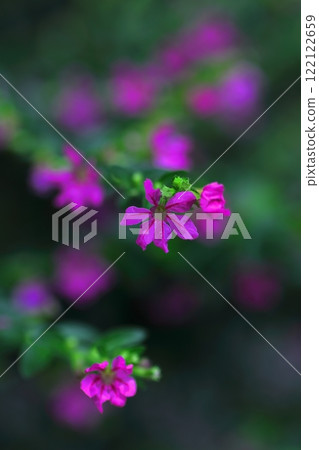 粉紅色的小墨西哥柳花 粉紅色的小墨西哥柳花 122122659