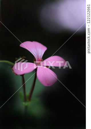 常春藤天竺葵花朵在透過樹木的陽光下綻放 常春藤天竺葵花朵在透過樹木的陽光下綻放 122122661