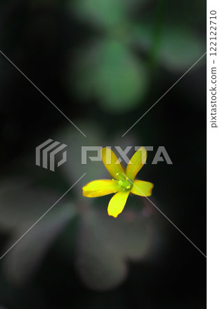 黃色Kabaki花 黃色Kabaki花 122122710